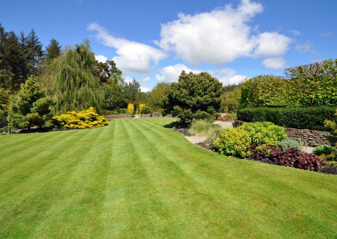 Der grüne Teppich im Garten