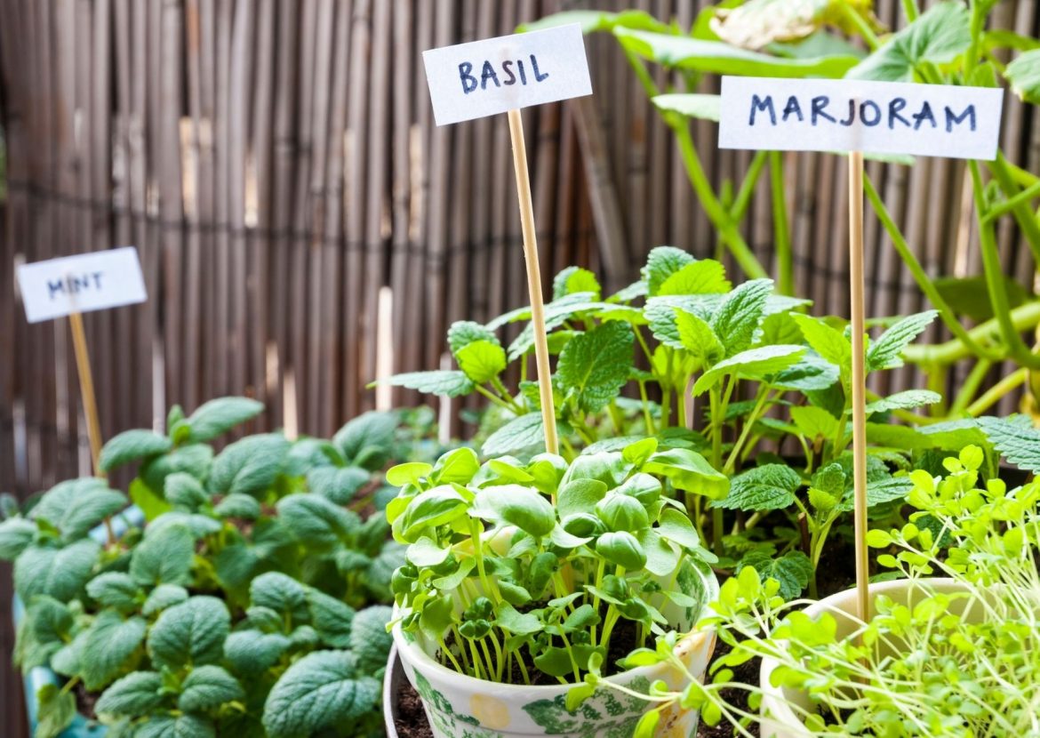 Kräuter aus dem eigenen Garten HomeandGarden.tv