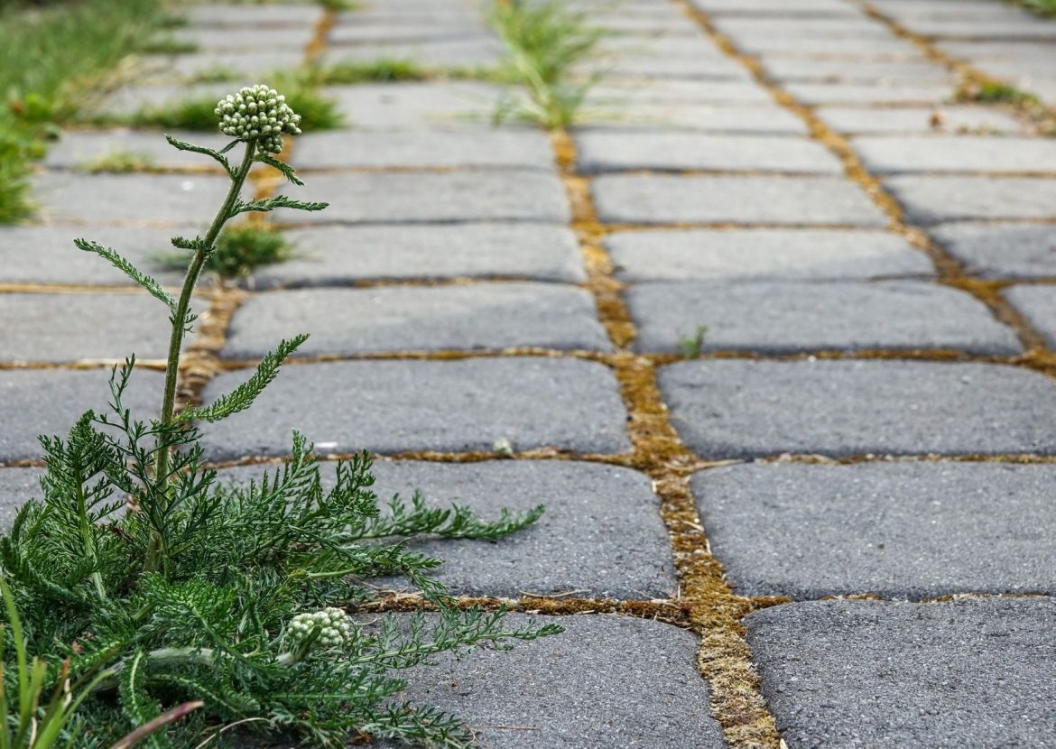 Unkraut ausstechen oder Unkrautvernichter?