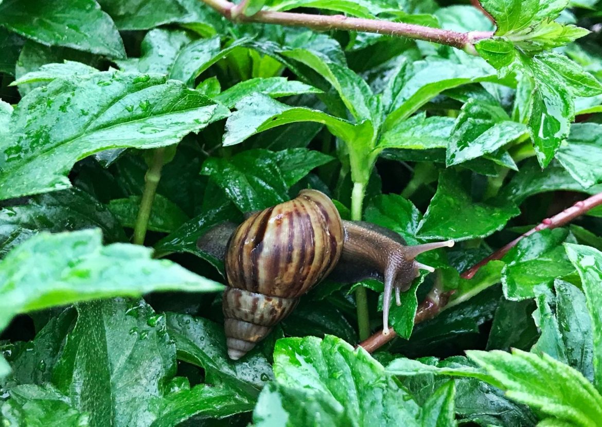 Was tun gegen Schnecken im Garten? HomeandGarden.tv