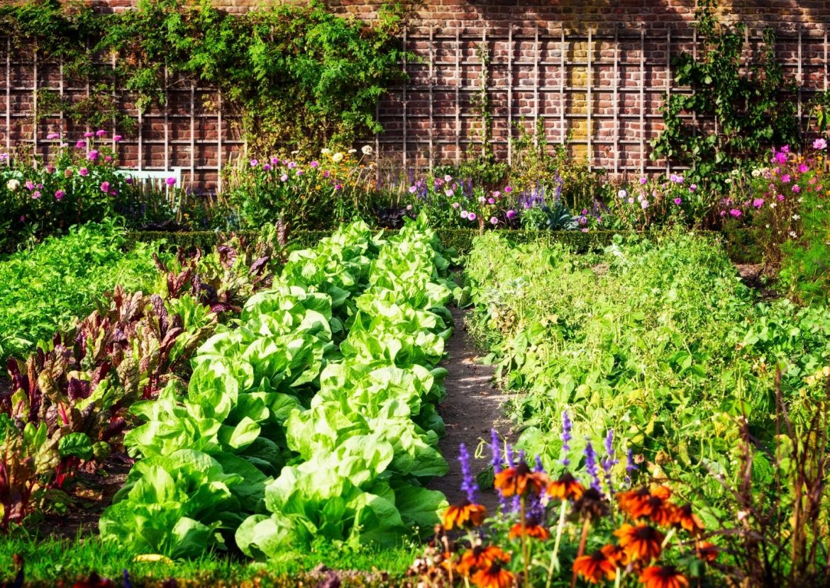 Mein erster Gemüsegarten Mein erster Gemüsegarten