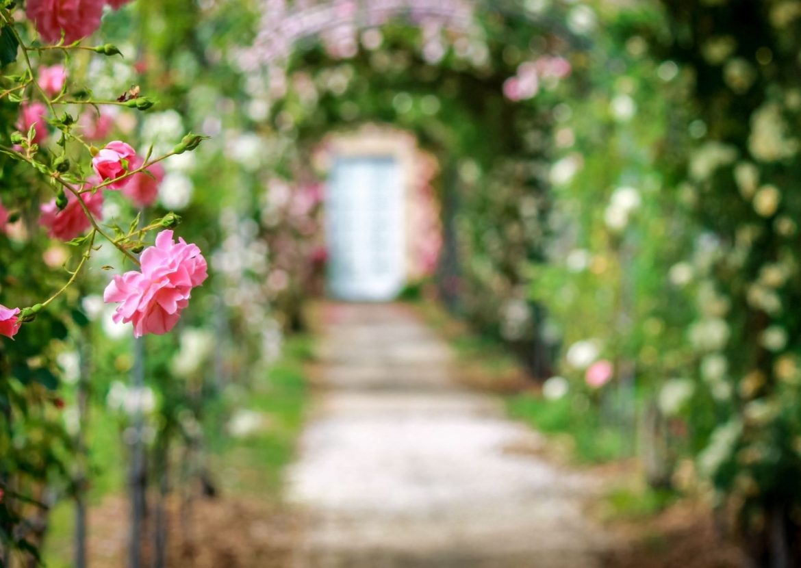 Rosen im eigenen Garten
