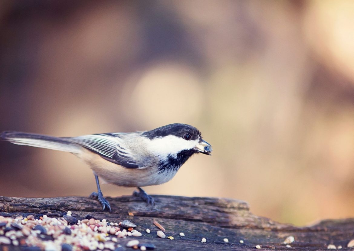 Vogelfutter selber machen