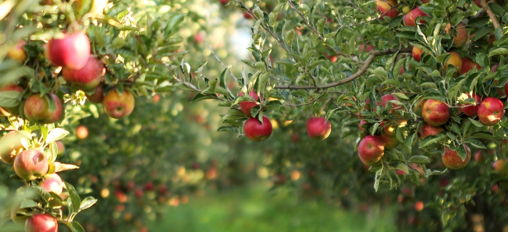 Infos und Tipps zum Anlegen eines Obstgarten