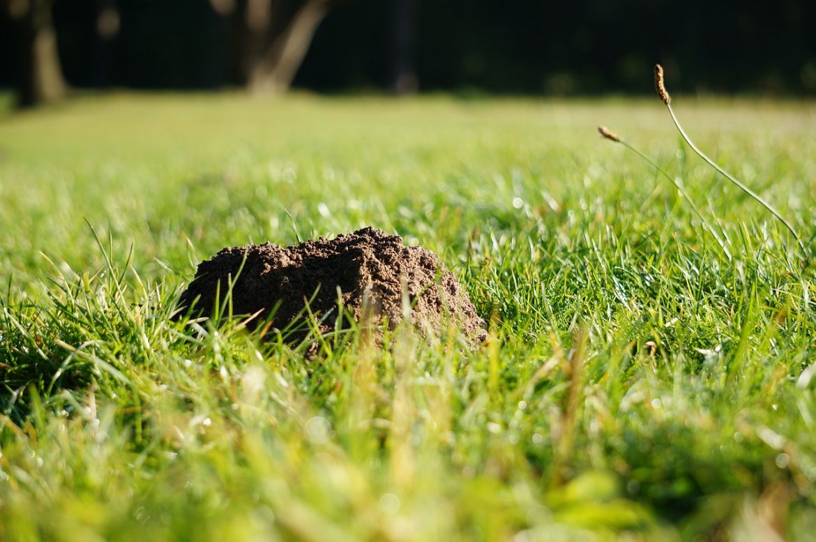 Maulwürfe im Garten schnell vertreiben so geht’s HomeandGarden.tv