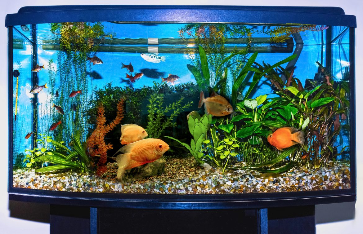 Aquarium im Wohnraum: Wie ein Becken zum lebendigen Designelement wird
